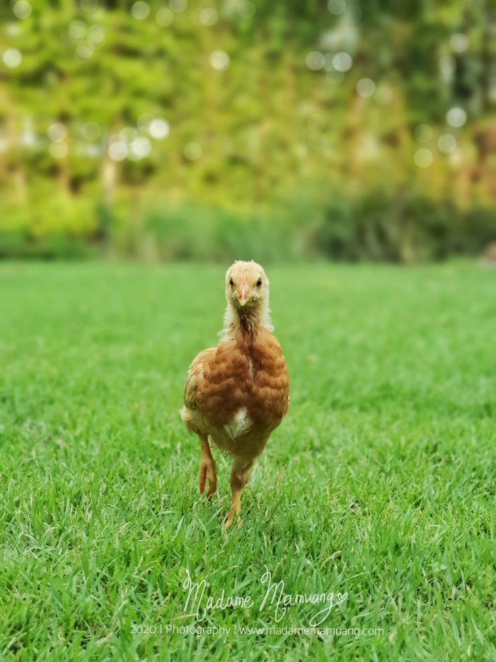 LogoLicious_20200426_173438-01