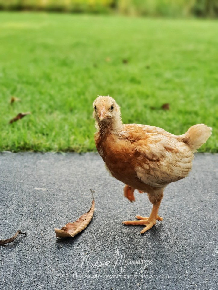 LogoLicious_20200426_173504-01