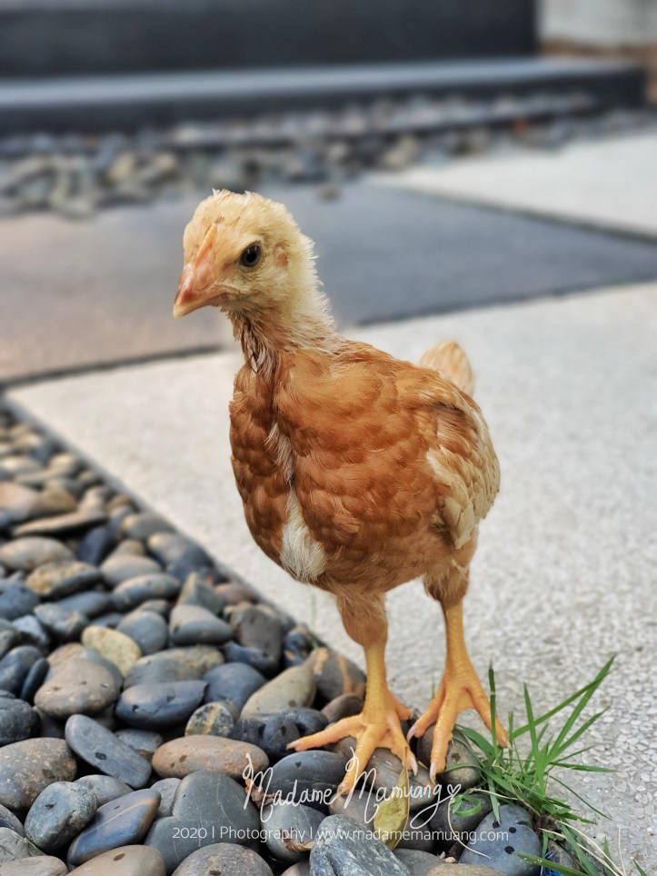 LogoLicious_20200426_173534-01