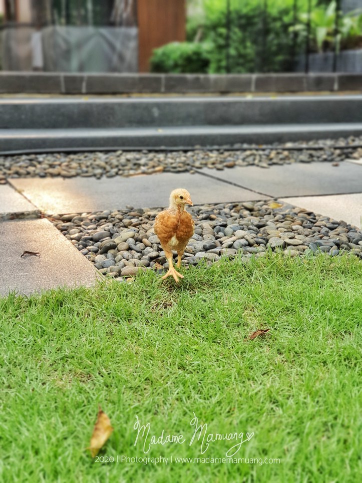 LogoLicious_20200426_173600-01