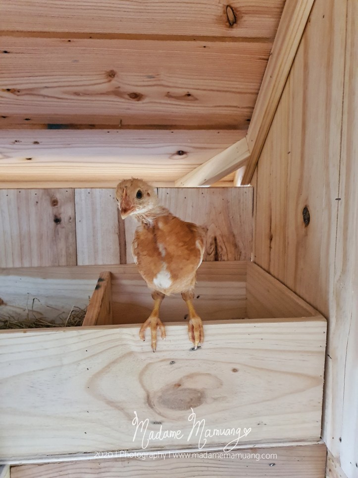 LogoLicious_20200426_173627-01