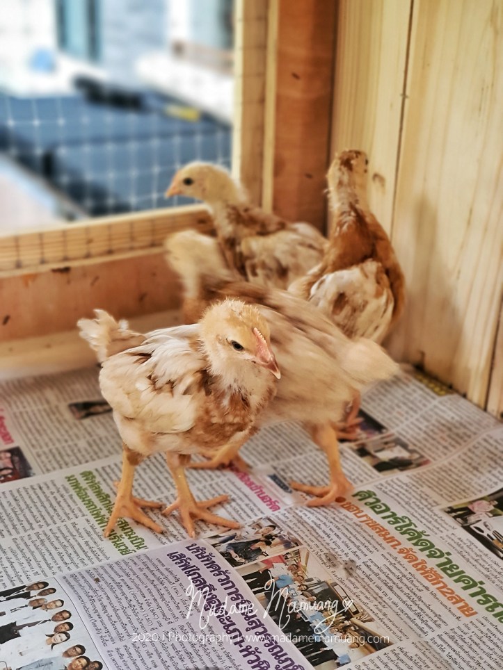 LogoLicious_20200426_173735-01