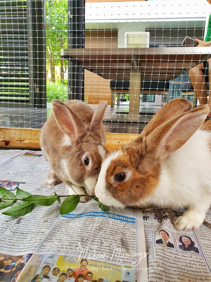 LogoLicious_20200426_173822-01