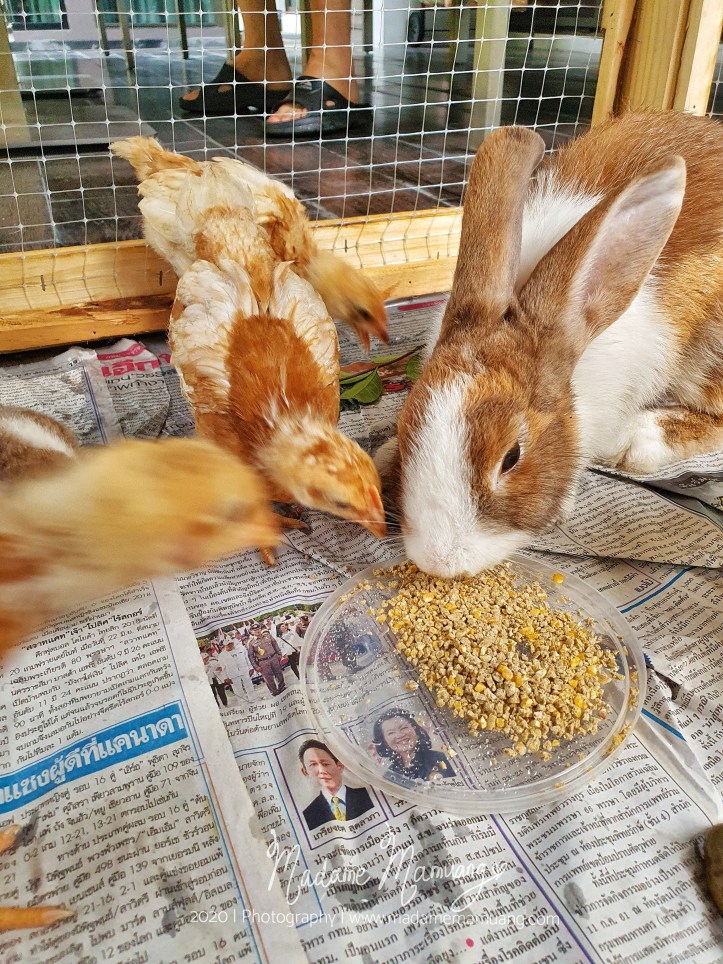 LogoLicious_20200426_173856-01