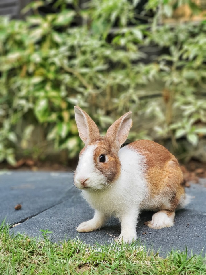 LogoLicious_20200428_191505-01