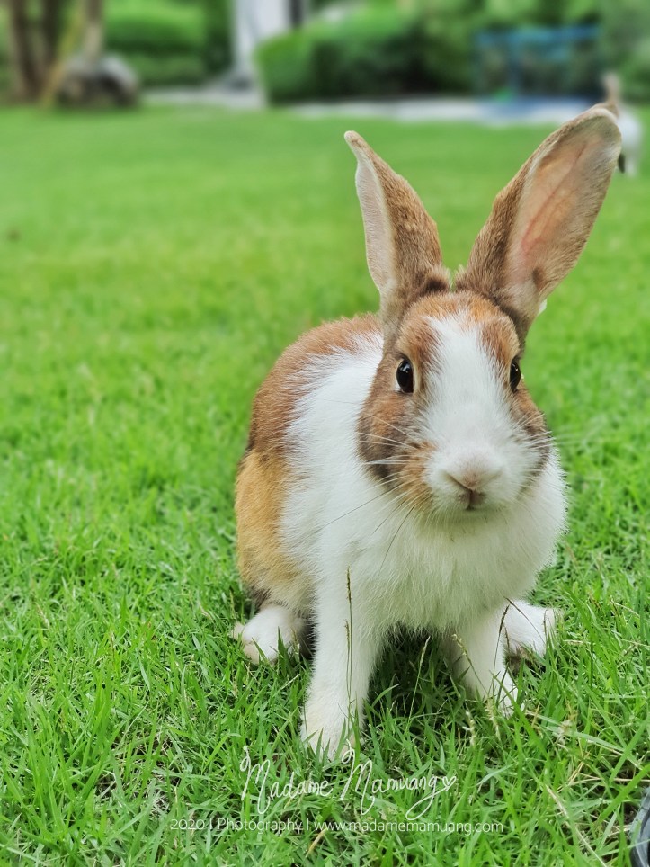 LogoLicious_20200428_191537-01