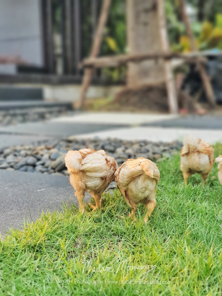 LogoLicious_20200428_191609-01