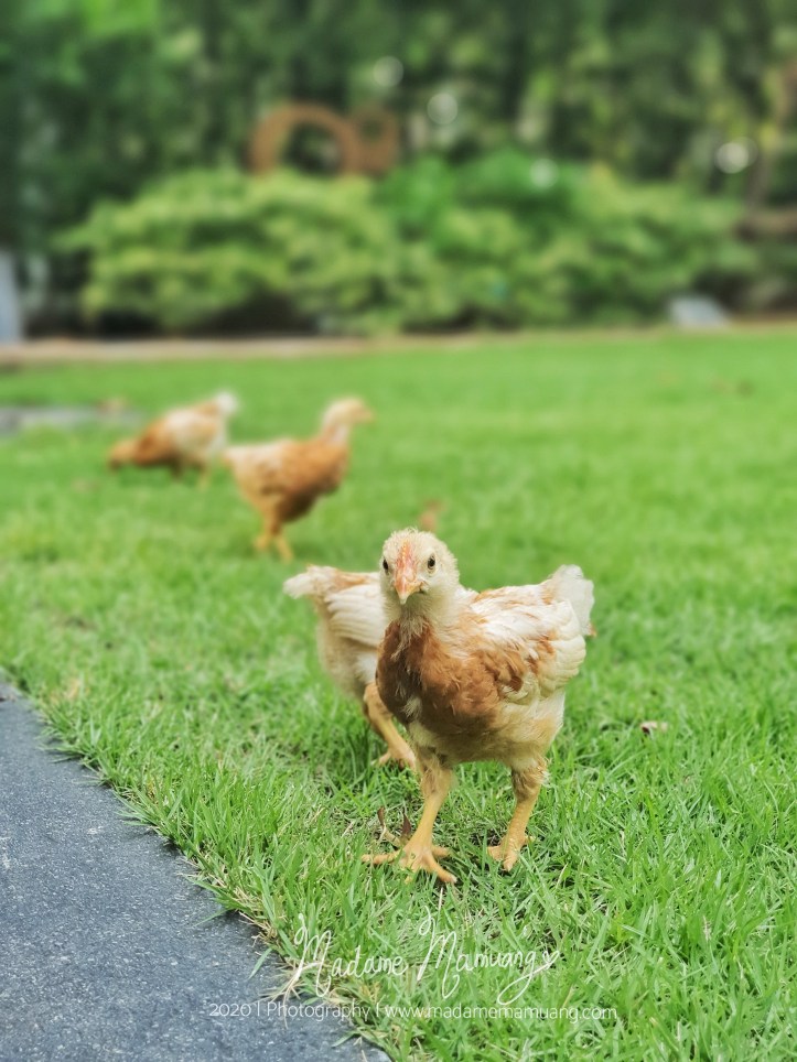 LogoLicious_20200428_191647-01