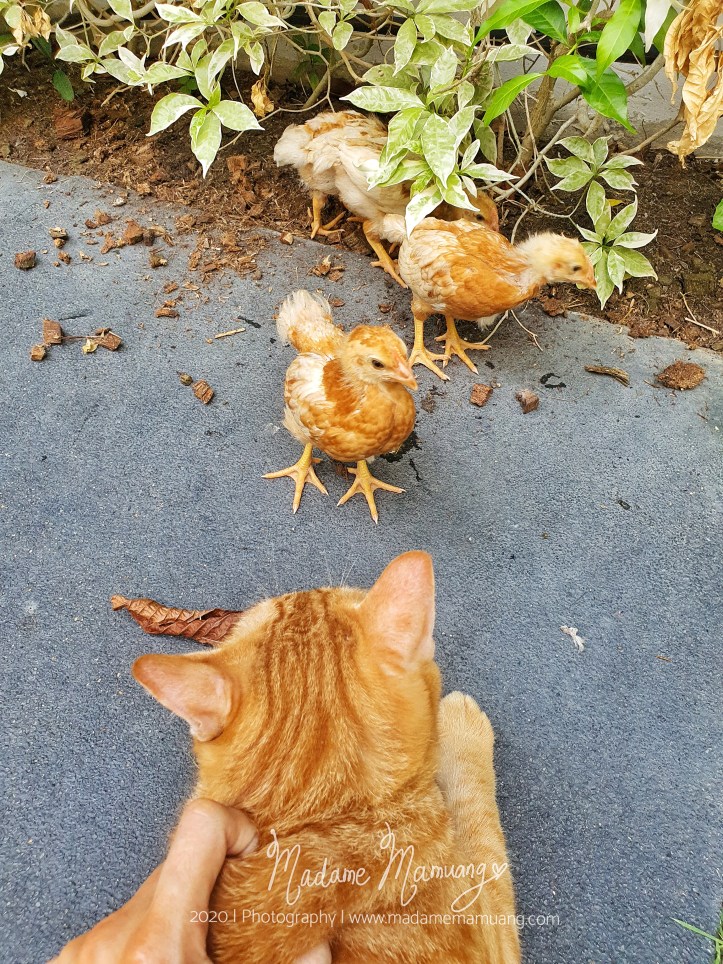 LogoLicious_20200428_191751-01