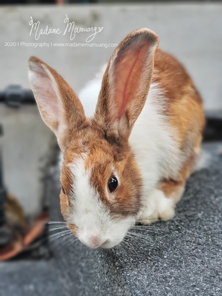 LogoLicious_20200428_191850-01