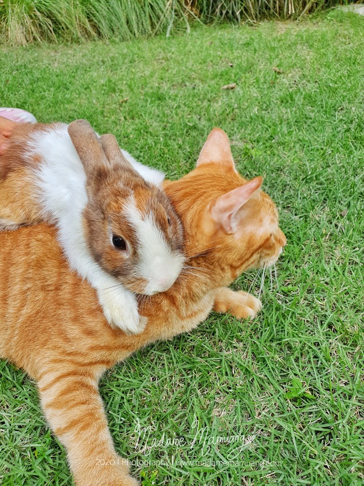 LogoLicious_20200428_192034-01