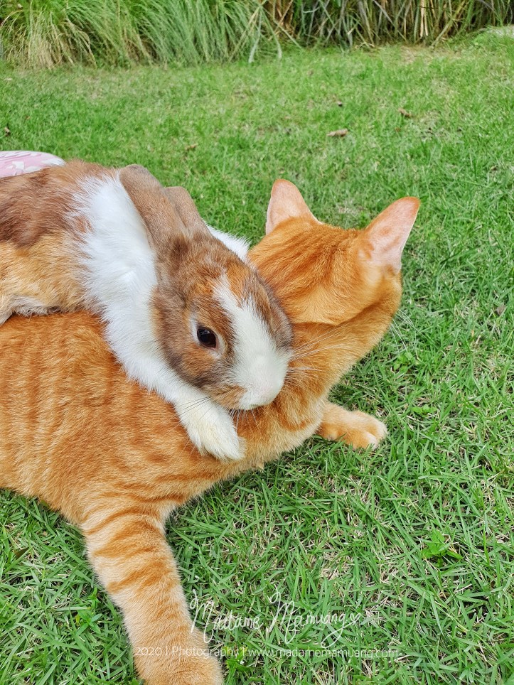 LogoLicious_20200428_192109-01