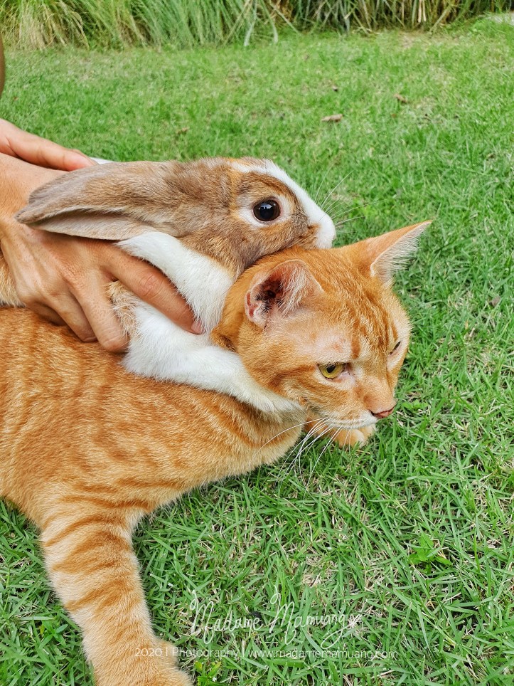 LogoLicious_20200428_192150-01