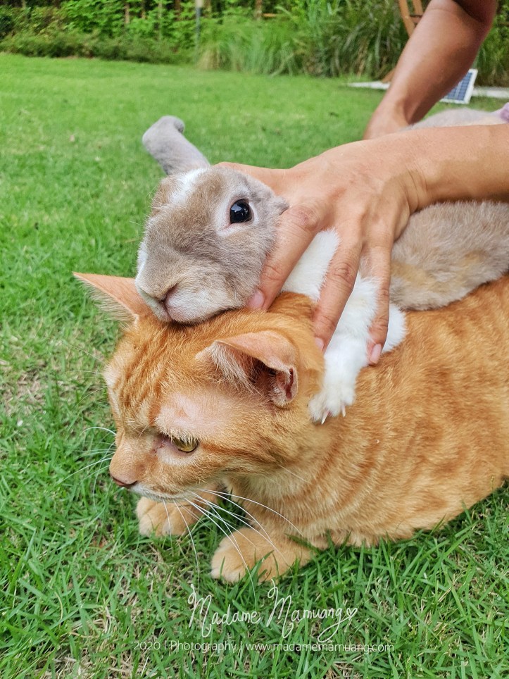 LogoLicious_20200428_192228-01