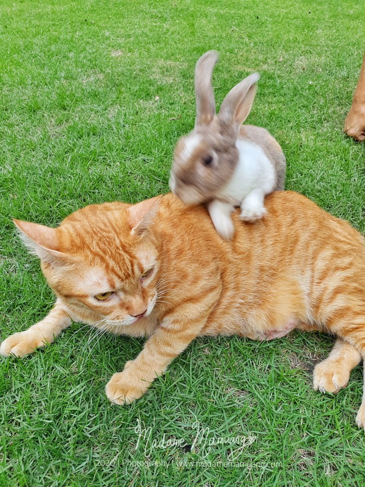 LogoLicious_20200428_192302-01