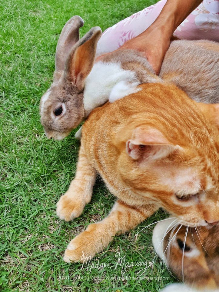 LogoLicious_20200428_192334-01