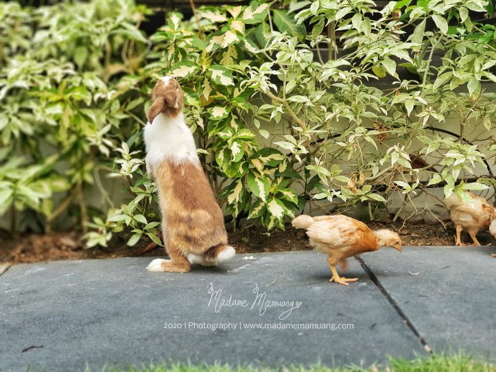 LogoLicious_20200428_192454-01