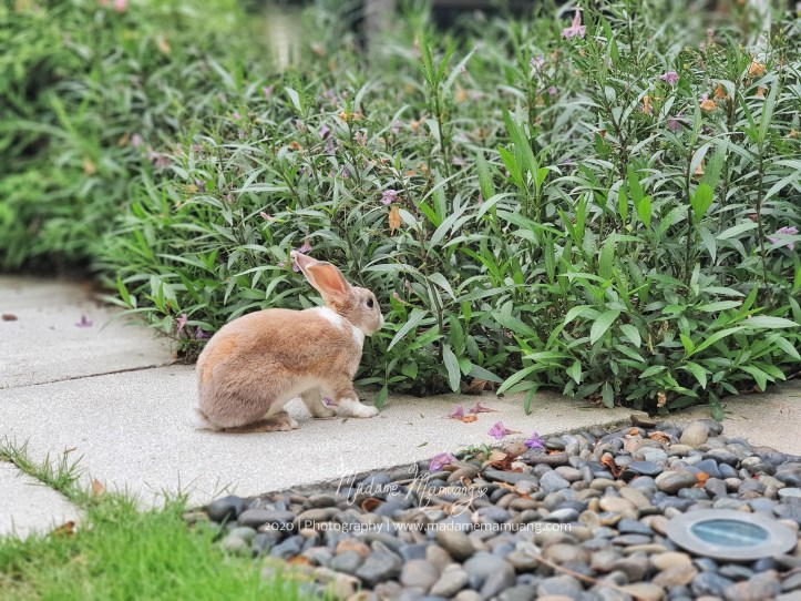 LogoLicious_20200428_192617-01