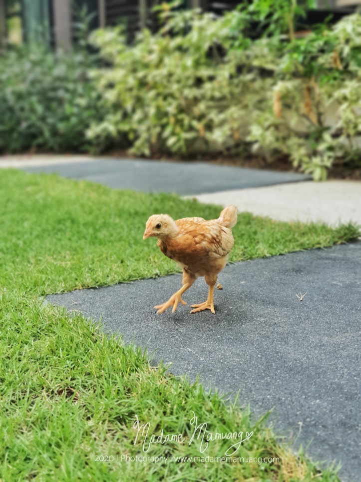 LogoLicious_20200428_193256-01