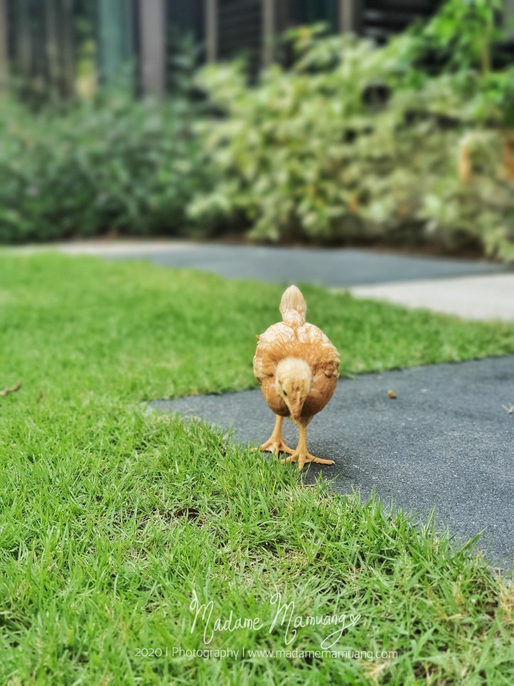 LogoLicious_20200428_193336-01