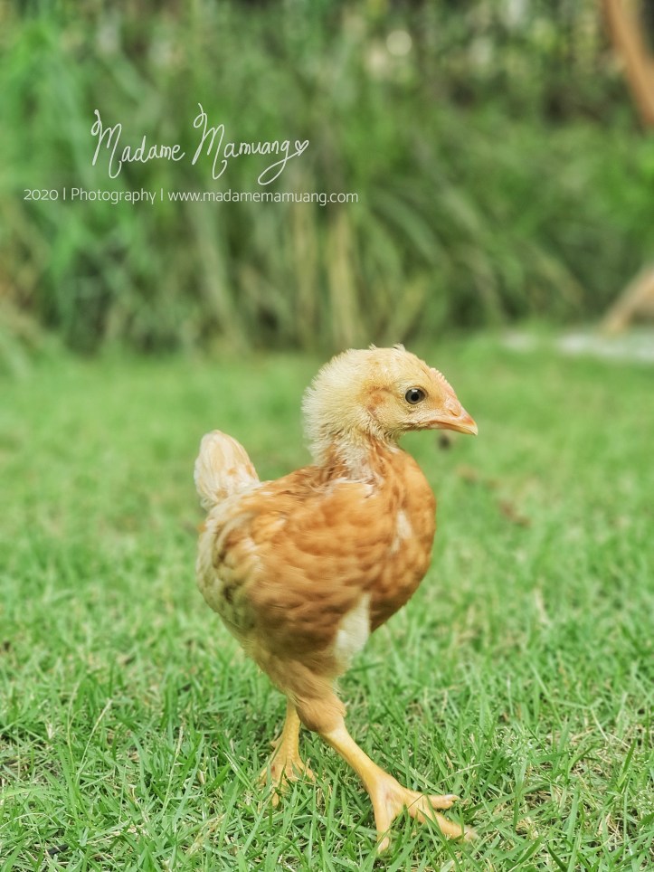 LogoLicious_20200428_193457-01