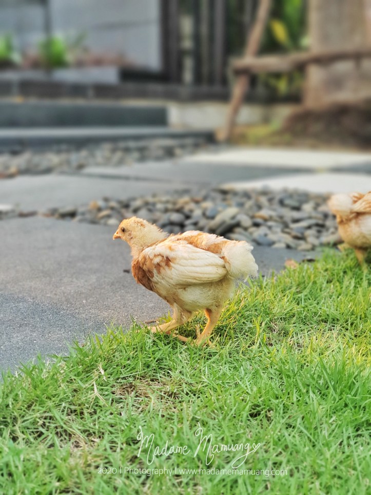 LogoLicious_20200428_193603-01