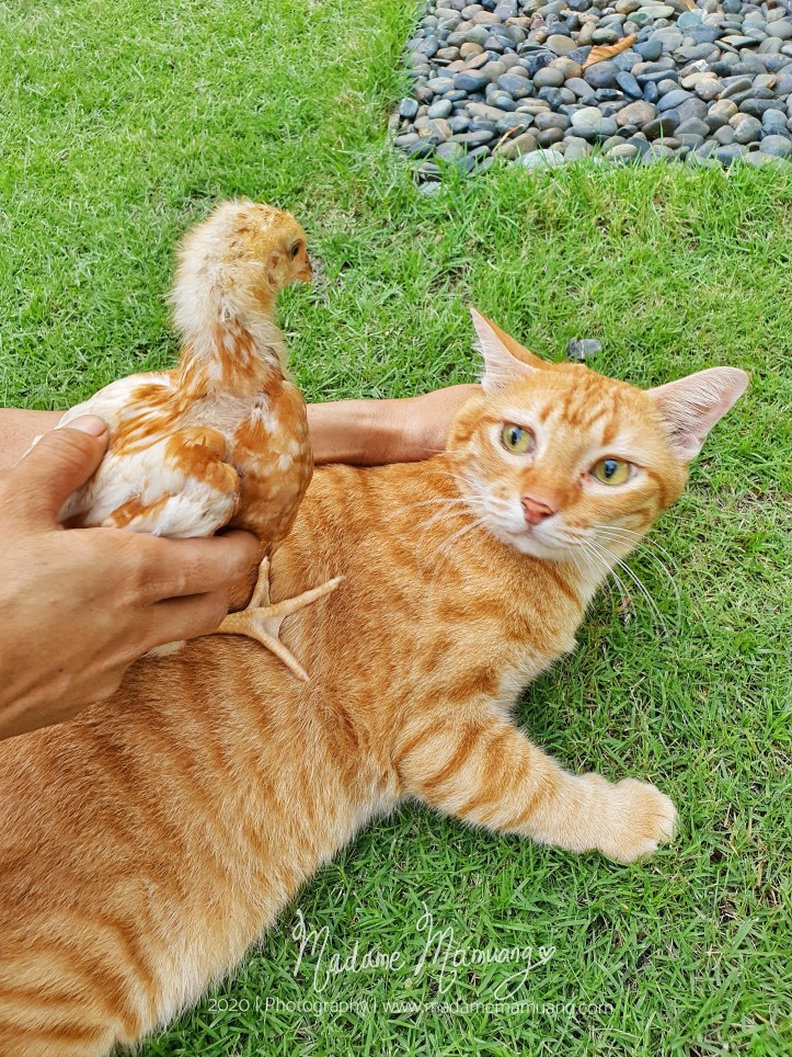 LogoLicious_20200430_183407-01