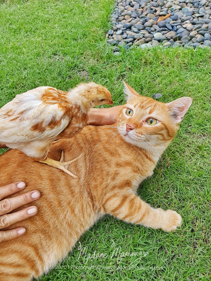 LogoLicious_20200430_183440-01