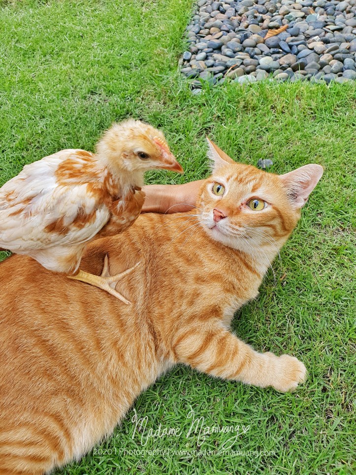 LogoLicious_20200430_183511-01