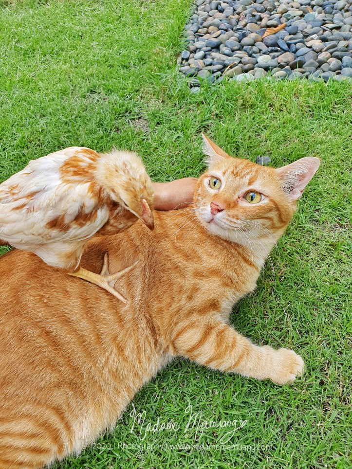 LogoLicious_20200430_183543-01