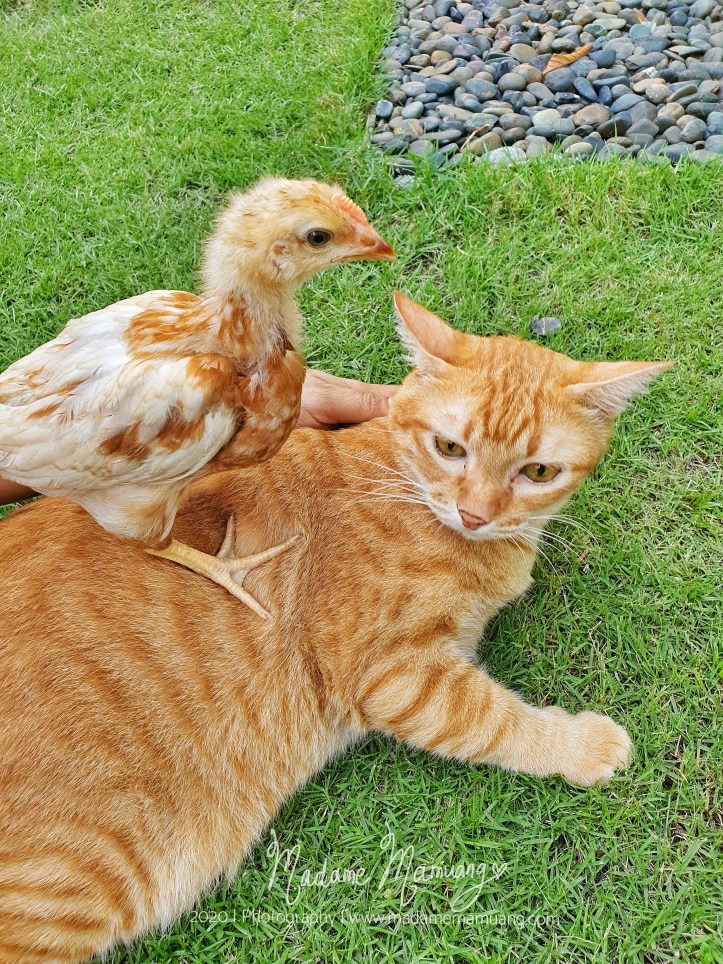 LogoLicious_20200430_183612-01