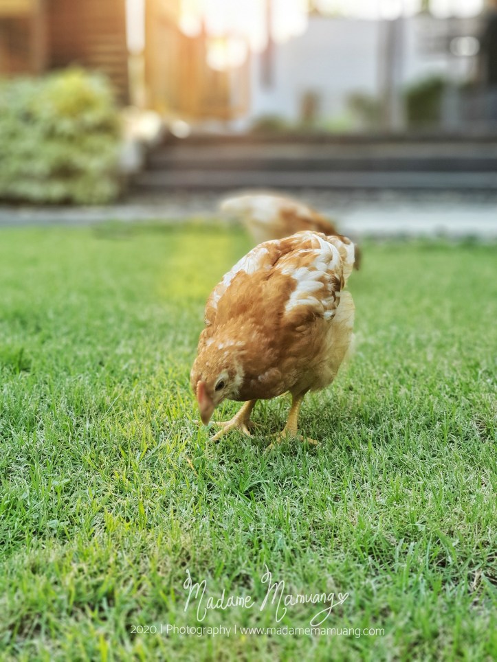 LogoLicious_20200514_203033-01