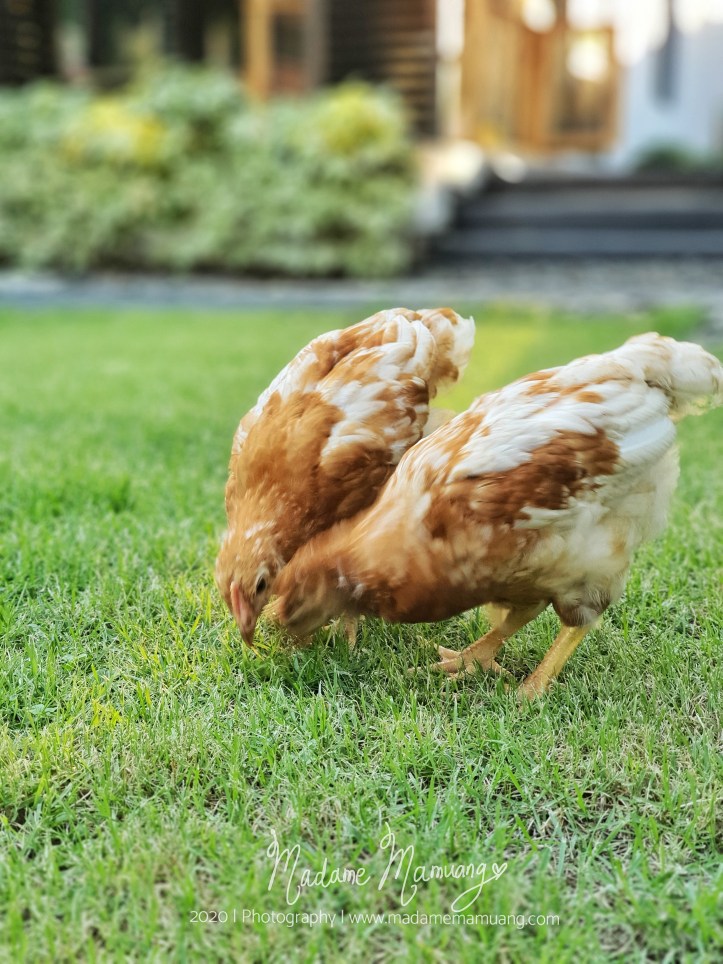 LogoLicious_20200514_203056-01