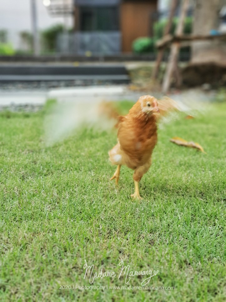 LogoLicious_20200514_203119-01