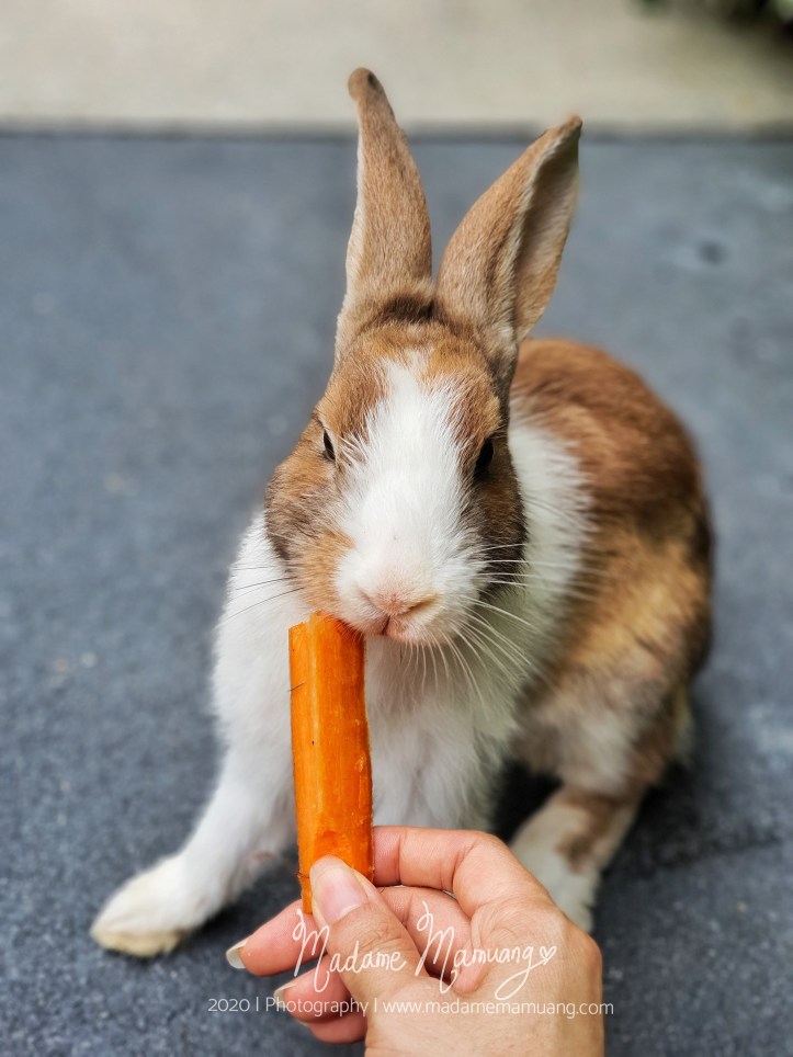 LogoLicious_20200517_183758-01