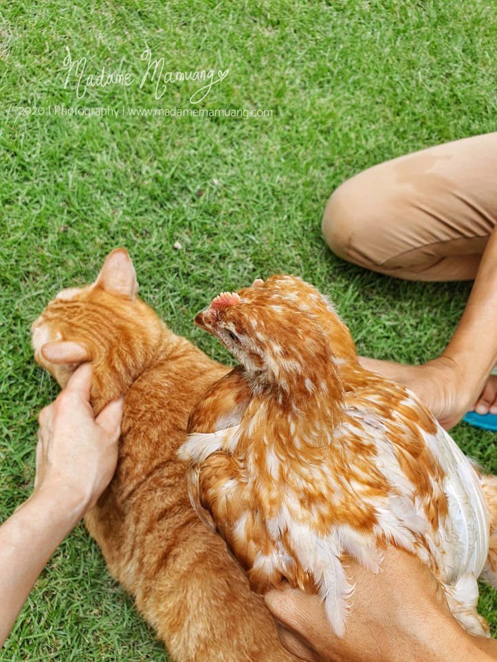 LogoLicious_20200517_183912-01