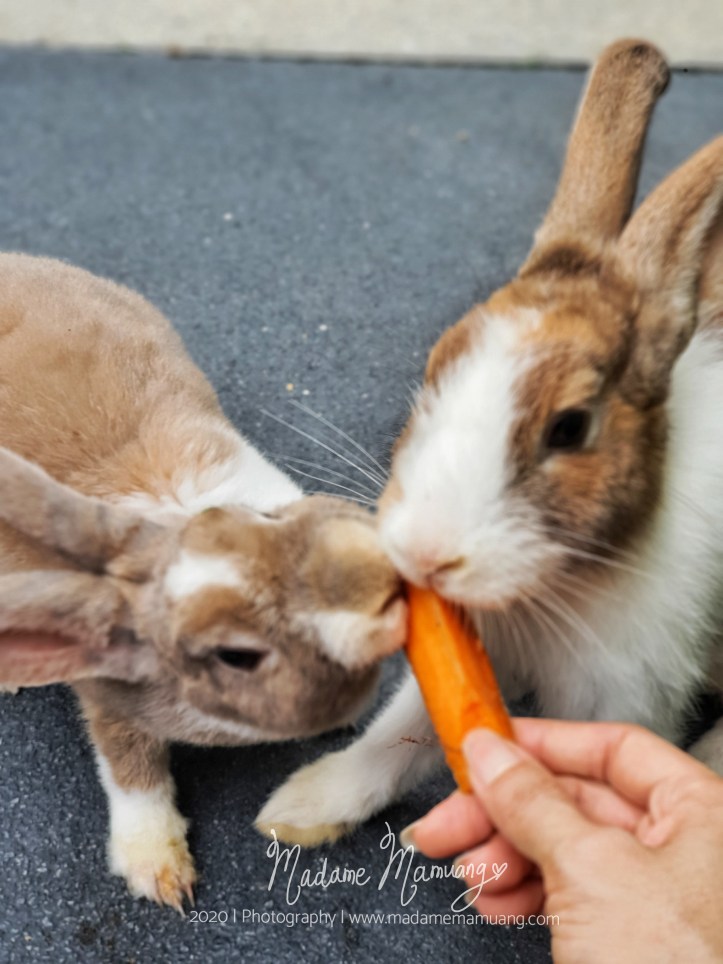 LogoLicious_20200517_183957-01