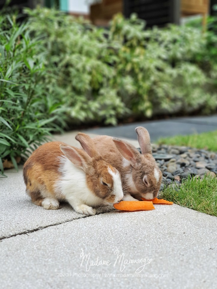 LogoLicious_20200517_184031-01