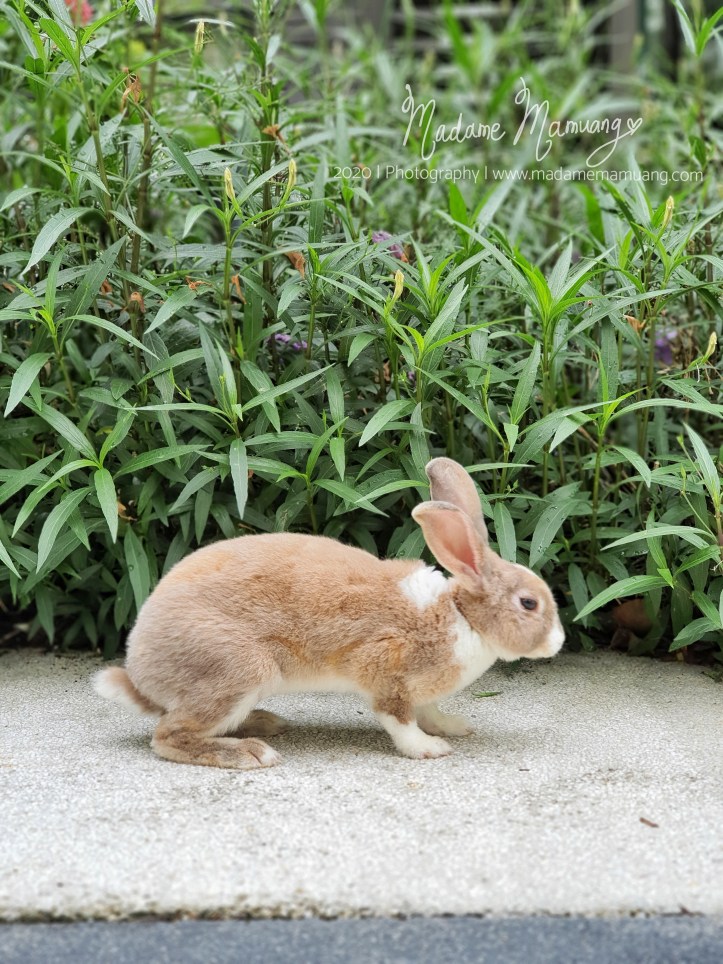 LogoLicious_20200517_184129-01