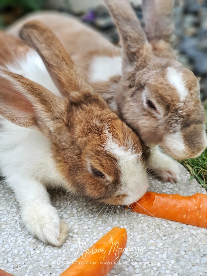 LogoLicious_20200517_184223-01