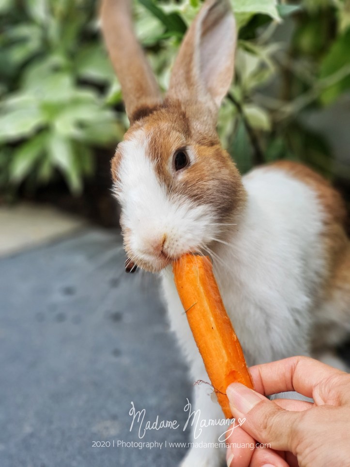 LogoLicious_20200517_184637-01